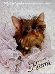 AKC Micro Female Traditional and Chocolate & Tan Yorkies