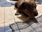 Daschund Puppies