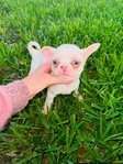 Chihuahua puppies