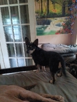 12 week old male puppy
