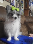 Yorkie-Pom