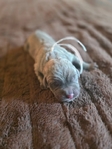 Formentino Cane Corso Puppies!