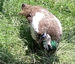 PEACOCK FARM MUST LIQUIDATE ALL BIRDS DUE TO HEALTH ISSUES