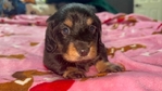 Mini Longhair Dachshund Puppies