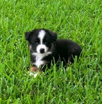 Registered Mini Toy Aussie Puppies
