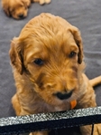Female Goldendoodle Puppy- $1500