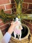 Chihuahua puppies Apple head Gorgeous!