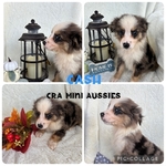 Mini aussies