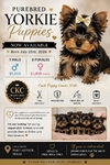CKC Registered Purebred Yorkie Puppies
