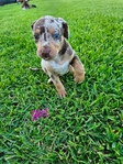 Catahoula puppies