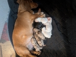 Miniature Daschunds