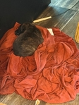 Puppies need to be rehomed