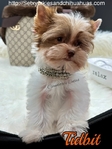 AKC Micro Male Chocolate Parti Yorkies