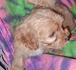 Three Sweet 8 week old Tea Cup shih poo puppies
