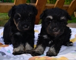 AKC Toy/Miniature Schnauzer Puppies.