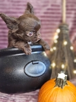 Long-haired Male Chihuahua Puppy