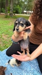 Beautiful Mini Dachshund Puppies