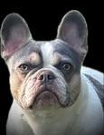 Lilac & Tan French Bulldog