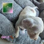 >🐾 Gorgeous AKC Mini Long-Haired Dachshunds (Ready Oct. 9th!) 🐾