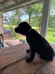 English Black Labrador Puppies Available