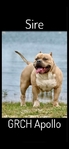 ABKC American Bully Puppies