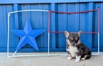 Registered Corgi puppies
