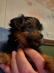 Akc female Yorkie