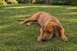Rhodesian Ridgeback Puppies for Sale