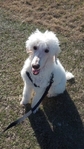 $1000 White standard poodle female.