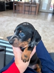 Dachshund Puppy