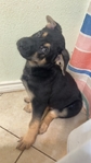 Make German shepherd
