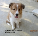AKC Sheltie Female pups