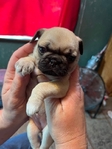 Pug Puppy Needs a forever home