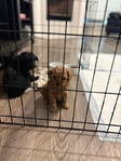 Toy Poodle Puppies