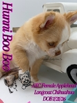 AKC Gorgeous Longcoat Chihuahuas
