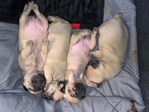 Easter Pug Puppies Ready for a forever home