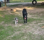 Great Dane puppies