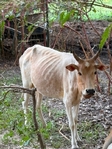 Zeebu miniature Bramas