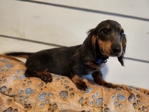 AKC Dachshunds - Fully Vetted & Ready Now! (Southeast Texas)