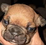 French Bulldog Puppies