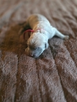 Formentino Cane Corso Puppies!