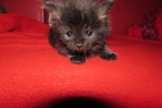 ragdoll kittens for sale