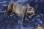 Working line german shepherd puppies