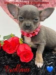 Breathtaking Male AKC Applehead Chihuahua