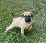 Black Mouth Cur Puppies