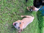 Cane Corso/Pit Bull pups