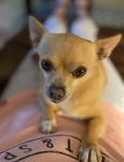 Lovable Male Chihuahua