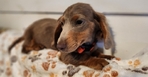 Dachshunds Mini Long-Haired Price Reduced