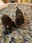 German shorthair Pointers