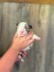 Australian shepherd’s